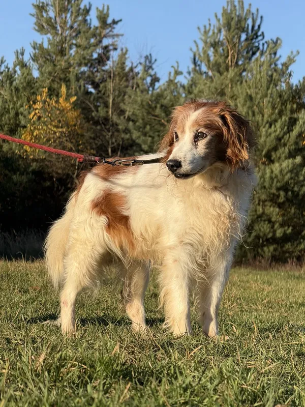 Pies do adopcji, Pieczyska, 20 grudnia 2025 (4/5)