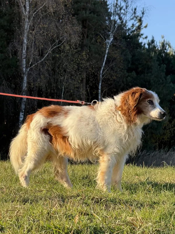 Pies do adopcji, Pieczyska, 20 grudnia 2025 (5/5)