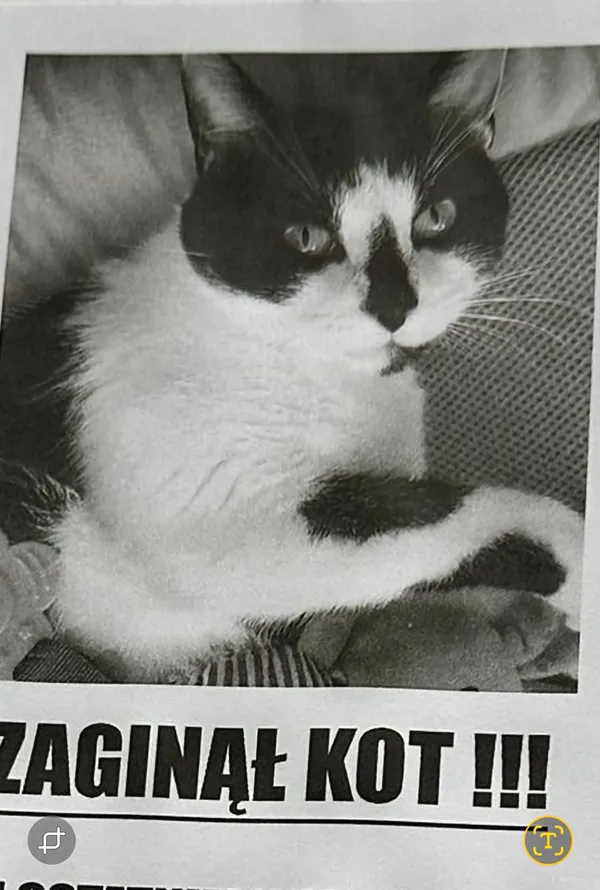 Zaginął kot, Łódź, Żubardź, 21 grudnia 2025