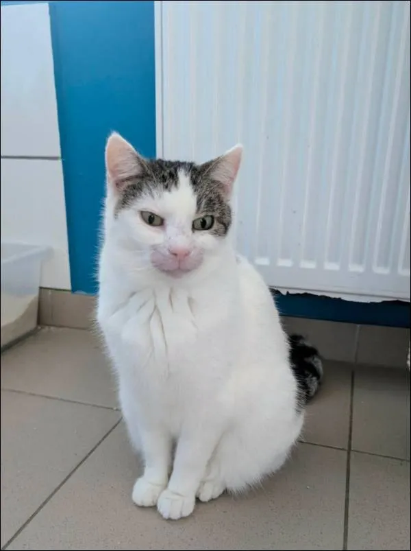 Znaleziono kota, Grudziądz, 11 grudnia 2024