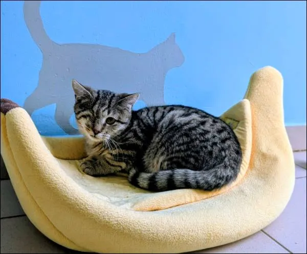 Znaleziono kota, Grudziądz, 13 września 2025