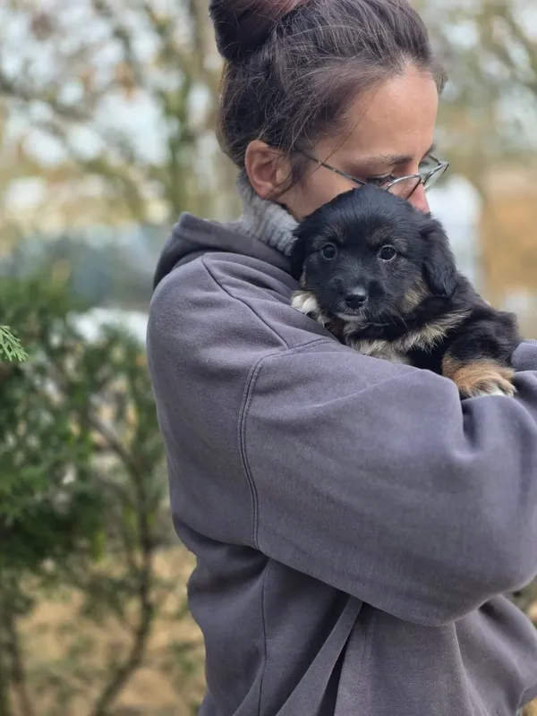 Pies do adopcji, Radom, 20 grudnia 2025 (2/4)