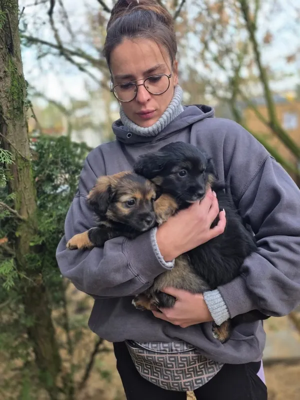 Pies do adopcji, Radom, 20 grudnia 2025 (3/4)