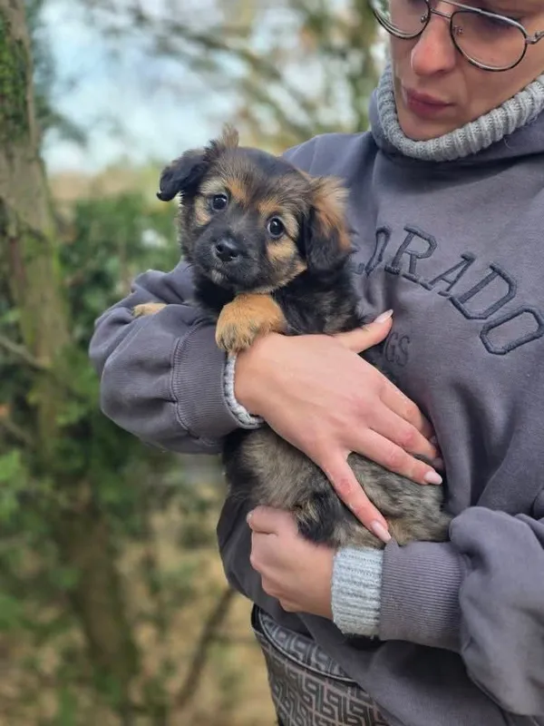 Pies do adopcji, Radom, 20 grudnia 2025 (4/4)