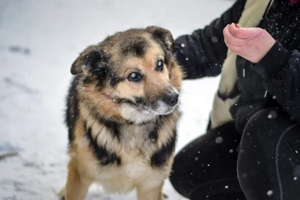 Pies do adopcji, Radom, 28 stycznia 2026 (1/5)