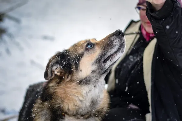 Pies do adopcji, Radom, 28 stycznia 2026 (3/5)