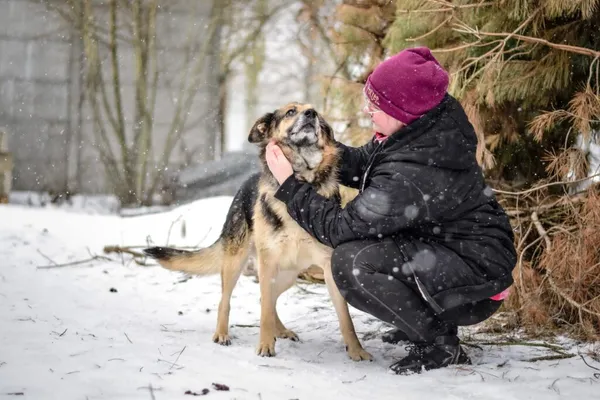 Pies do adopcji, Radom, 28 stycznia 2026 (4/5)