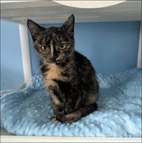 Znaleziono kota, Grudziądz, 30 października 2025