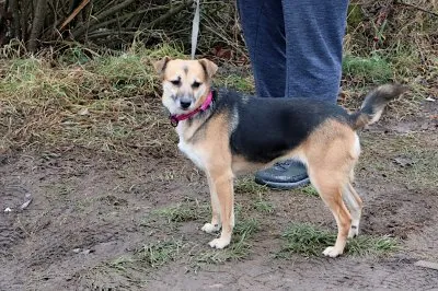 Pies do adopcji, Pabianice, 29 listopada 2025 (1/2)