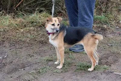 Pies do adopcji, Pabianice, 29 listopada 2025 (2/2)