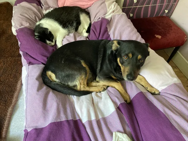 Zaginął pies, Jaranowo Duże, 22 grudnia 2025 (1/2)