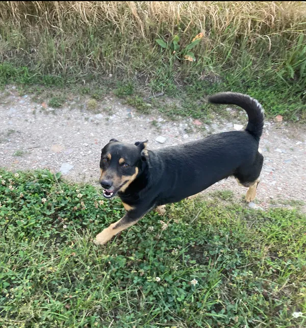 Zaginął pies, Jaranowo Duże, 22 grudnia 2025 (2/2)