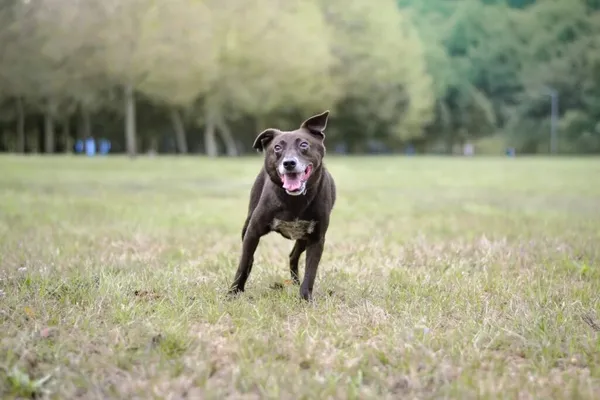 Pies do adopcji, Radom, 20 grudnia 2025 (2/5)