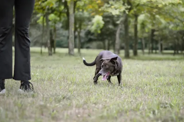 Pies do adopcji, Radom, 20 grudnia 2025 (4/5)