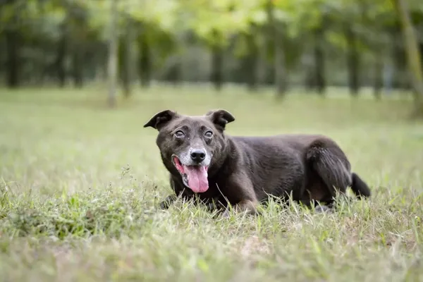 Pies do adopcji, Radom, 20 grudnia 2025 (5/5)