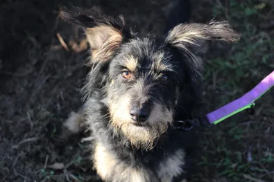 Pies do adopcji, Oborniki, 9 listopada 2025 (1/5)