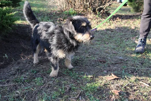 Pies do adopcji, Oborniki, 9 listopada 2025 (2/5)