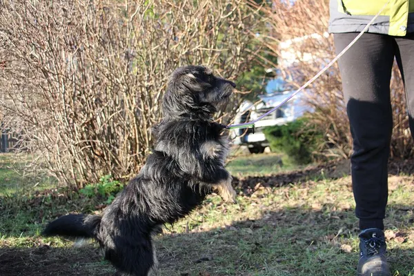 Pies do adopcji, Oborniki, 9 listopada 2025 (3/5)