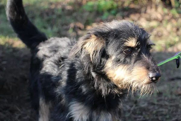 Pies do adopcji, Oborniki, 9 listopada 2025 (4/5)