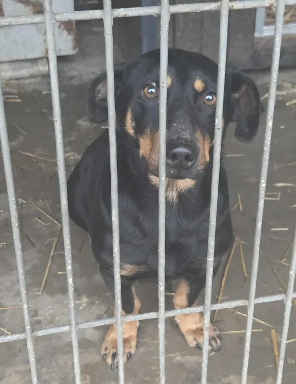 Pies do adopcji, Zgierz, 21 grudnia 2025 (1/3)