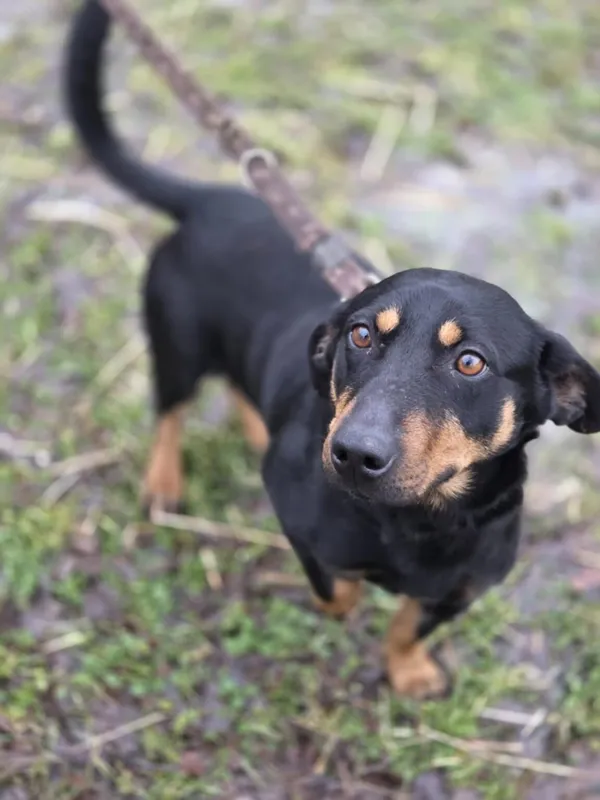 Pies do adopcji, Zgierz, 21 grudnia 2025 (1/5)