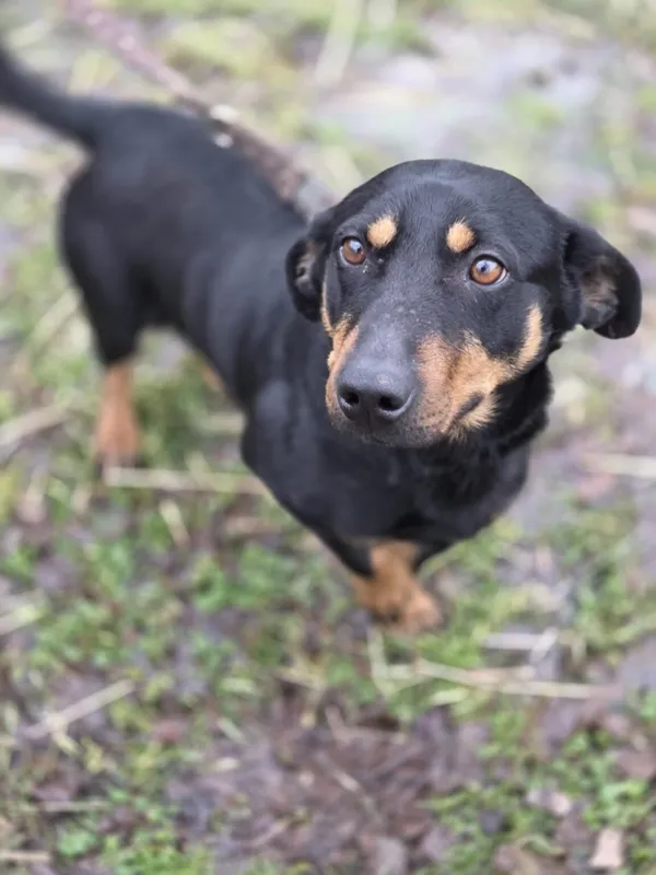 Pies do adopcji, Zgierz, 21 grudnia 2025 (5/5)