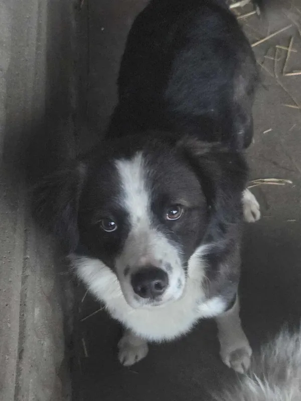 Pies do adopcji, Zgierz, 21 grudnia 2025 (1/4)