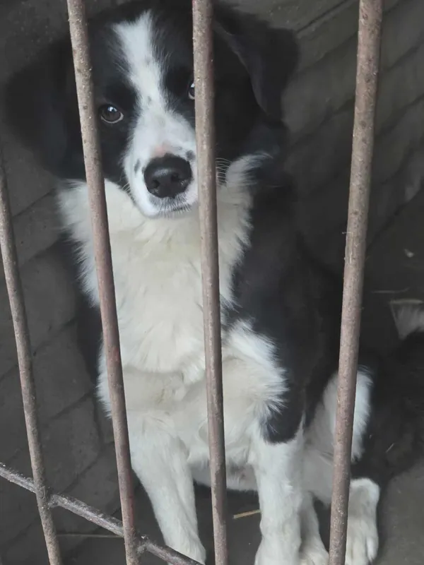 Pies do adopcji, Zgierz, 21 grudnia 2025 (4/4)