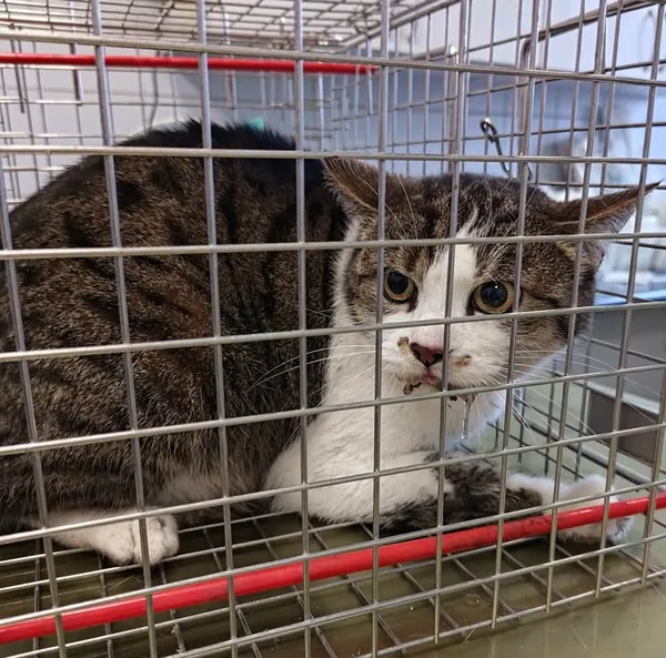 Znaleziono kota, Lublin, 18 grudnia 2025