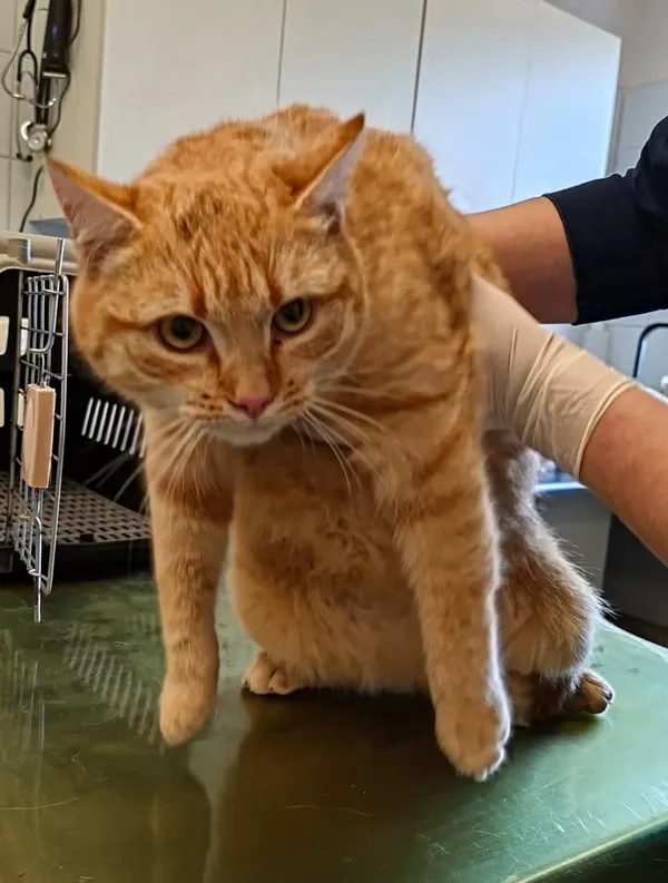 Znaleziono kota, Lublin, 19 grudnia 2025