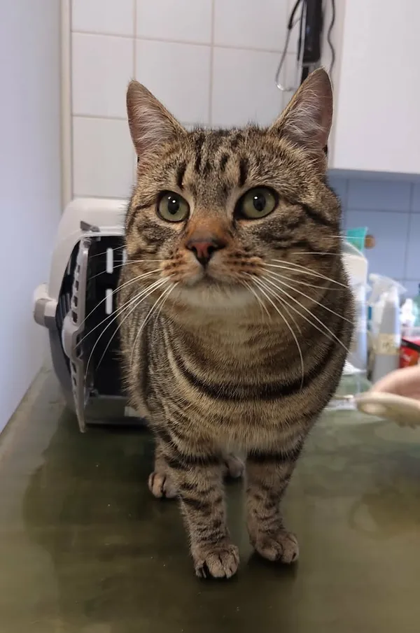 Znaleziono kota, Lublin, 18 grudnia 2025