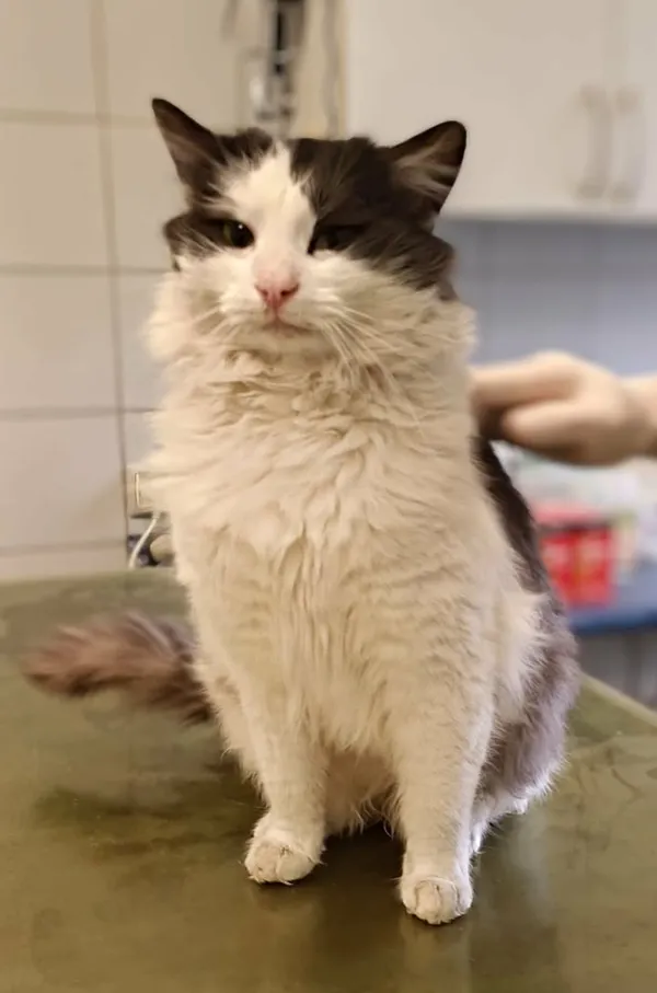 Znaleziono kota, Lublin, 19 grudnia 2025