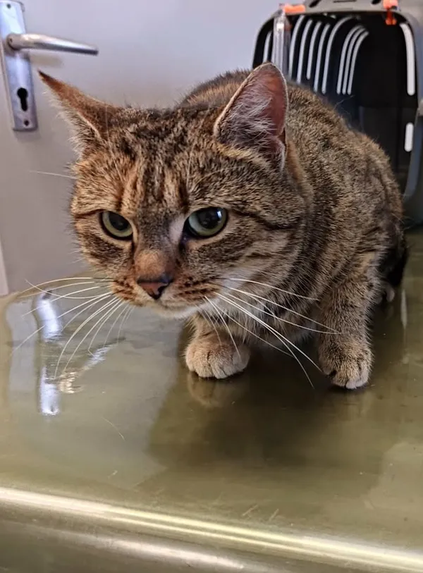 Znaleziono kota, Lublin, 19 grudnia 2025