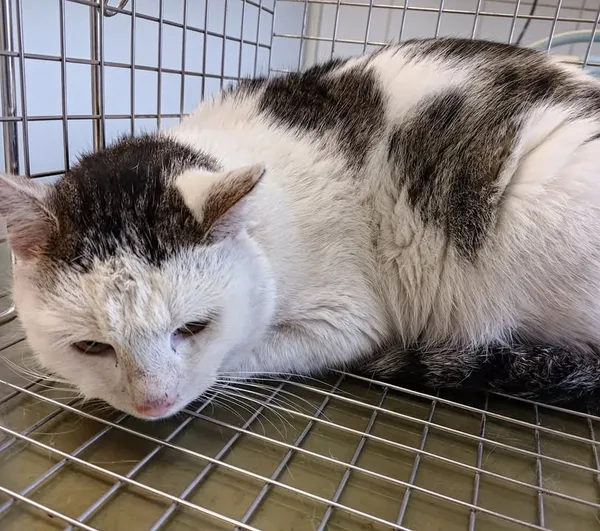 Znaleziono kota, Lublin, 20 grudnia 2025