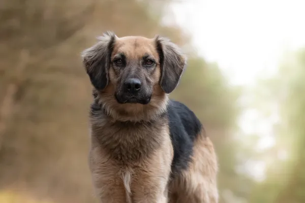 Pies do adopcji, Nowodwór, 21 grudnia 2025 (5/5)