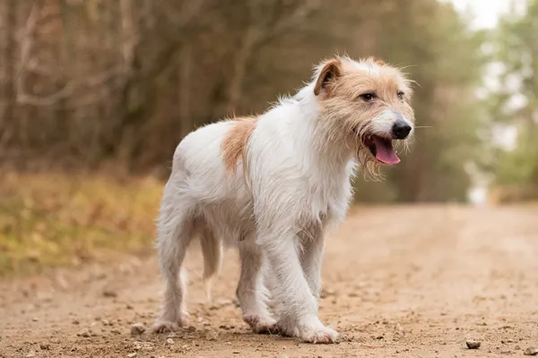 Pies do adopcji, Nowodwór, 18 grudnia 2025 (1/5)