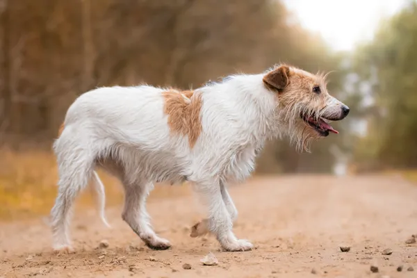 Pies do adopcji, Nowodwór, 18 grudnia 2025 (4/5)