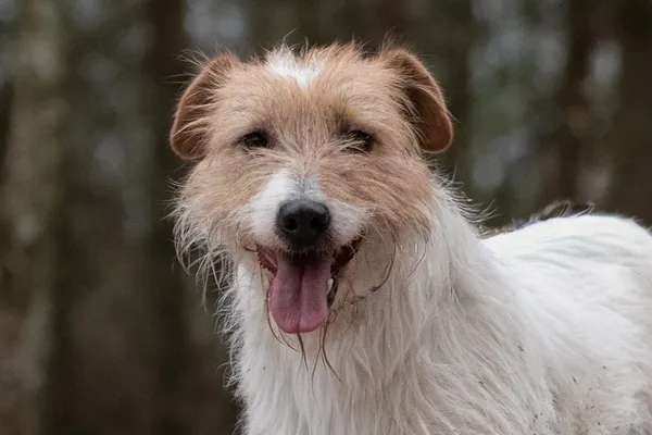 Pies do adopcji, Nowodwór, 18 grudnia 2025 (5/5)