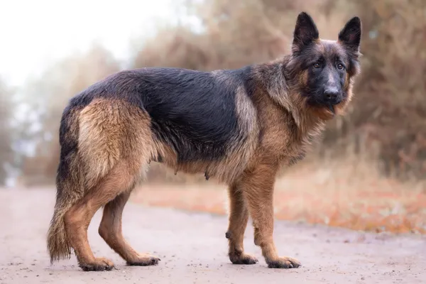 Pies do adopcji, Nowodwór, 18 grudnia 2025 (1/5)