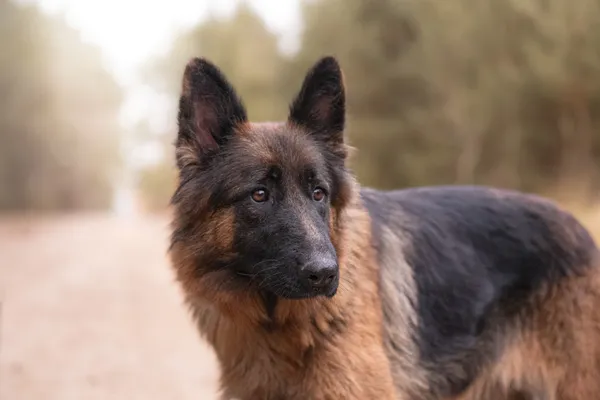 Pies do adopcji, Nowodwór, 18 grudnia 2025 (2/5)