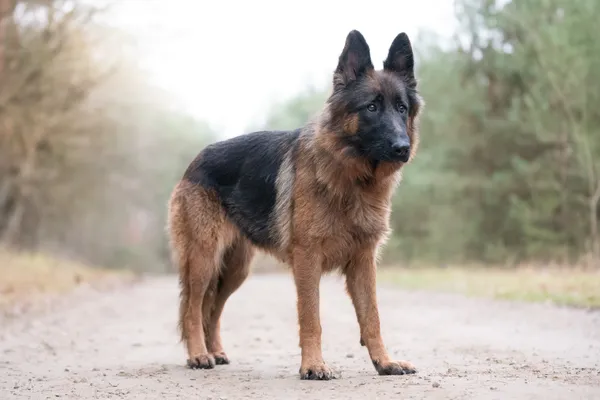 Pies do adopcji, Nowodwór, 18 grudnia 2025 (5/5)