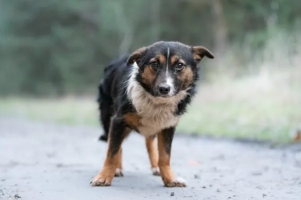 Pies do adopcji, Nowodwór, 18 grudnia 2025 (1/5)