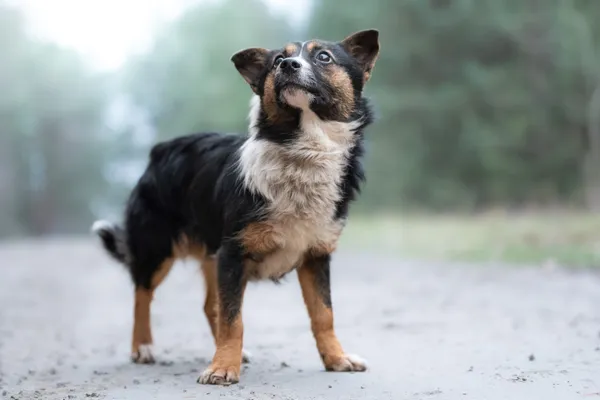 Pies do adopcji, Nowodwór, 18 grudnia 2025 (2/5)