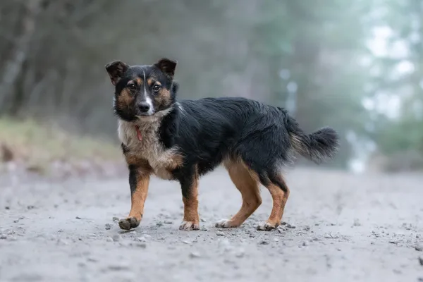 Pies do adopcji, Nowodwór, 18 grudnia 2025 (3/5)