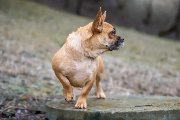 Pies do adopcji, Nowodwór, 18 grudnia 2025 (1/5)