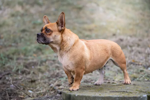 Pies do adopcji, Nowodwór, 18 grudnia 2025 (2/5)