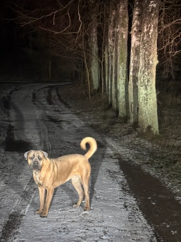 Zaginął pies, Rumy, 22 grudnia 2025 (1/4)