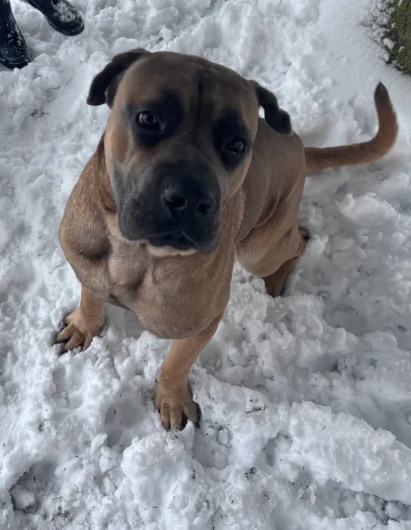 Zaginął pies, Rumy, 22 grudnia 2025 (2/4)