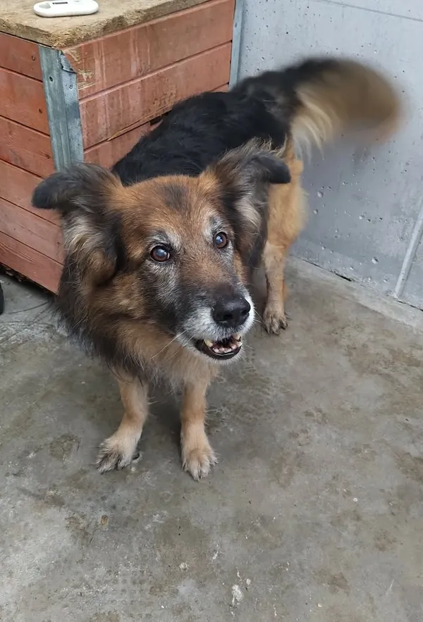 Znaleziono psa, Lublin, 20 grudnia 2025