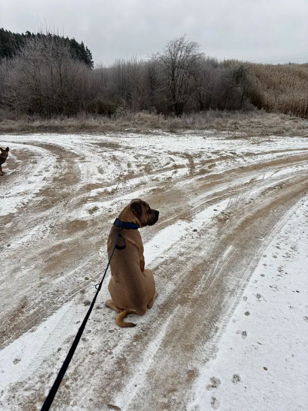 Zaginął pies, Rumy, 22 grudnia 2025 (5/6)